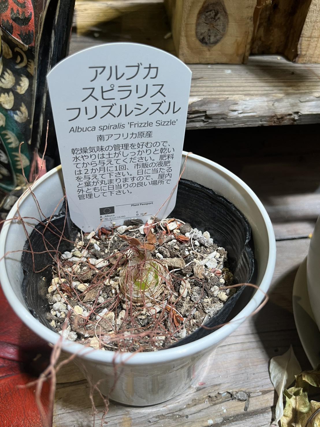 アルブカスピラリス・フリズルシズル ※ビニールポット植え ※白のプラポットは別売り