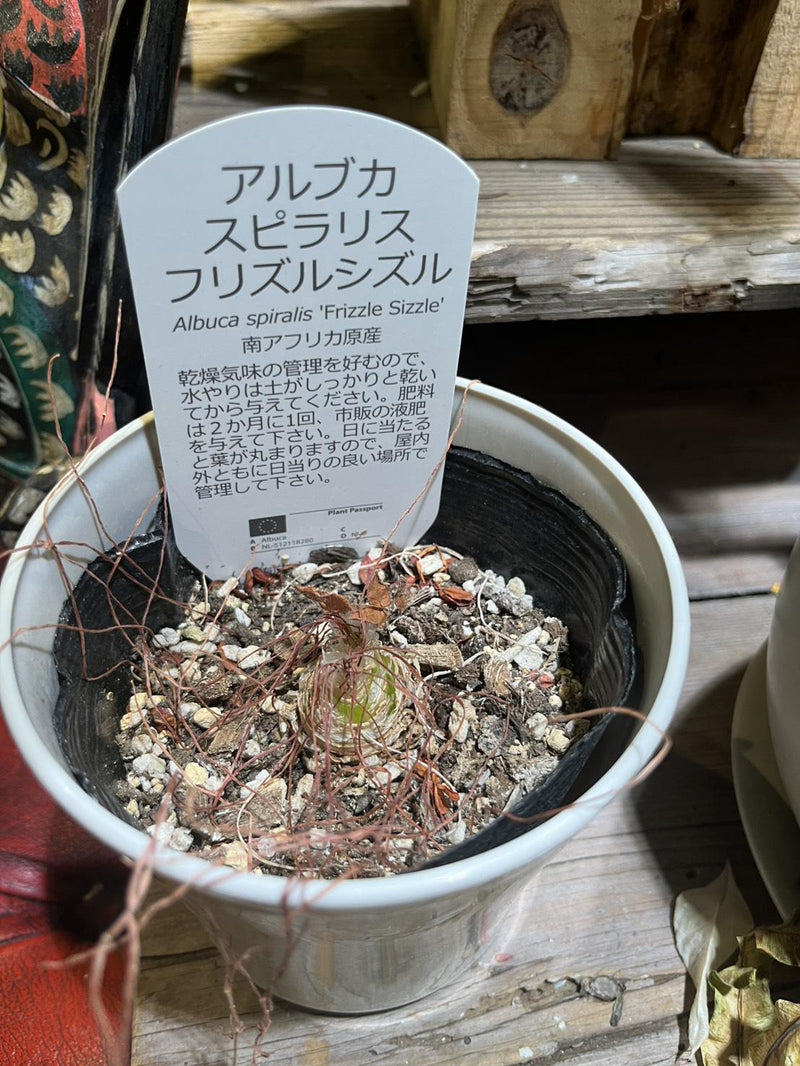 アルブカスピラリス・フリズルシズル ※ビニールポット植え ※白のプラポットは別売り