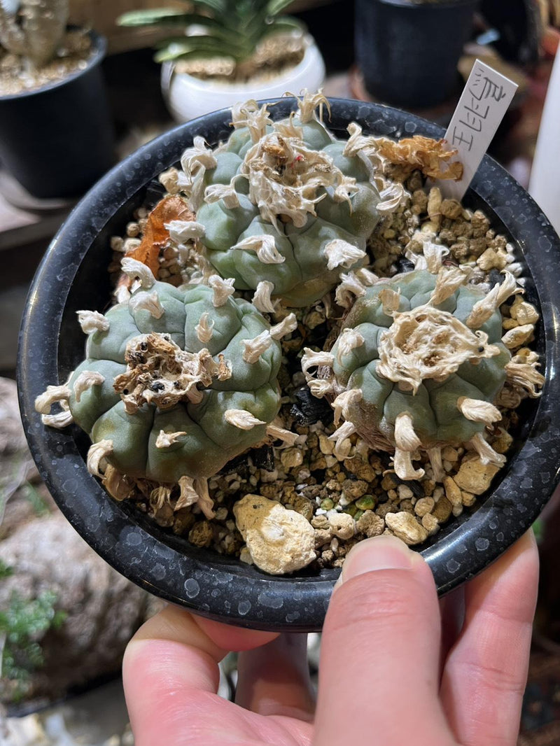 ロフォフォラ・ウィリアムシー (寄せ植え)
