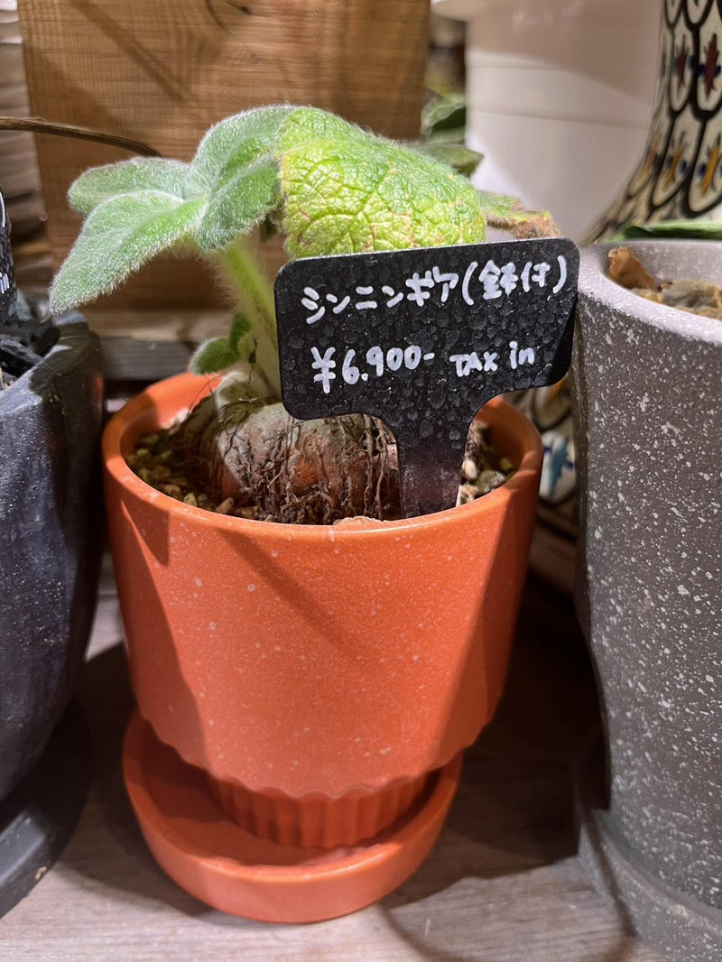 シンニンギア・レウコトリカ