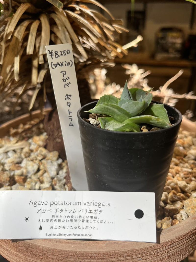 アガベ・ポタトラム バリエガータ②