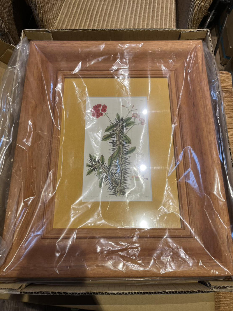 額装 植物画（b）
