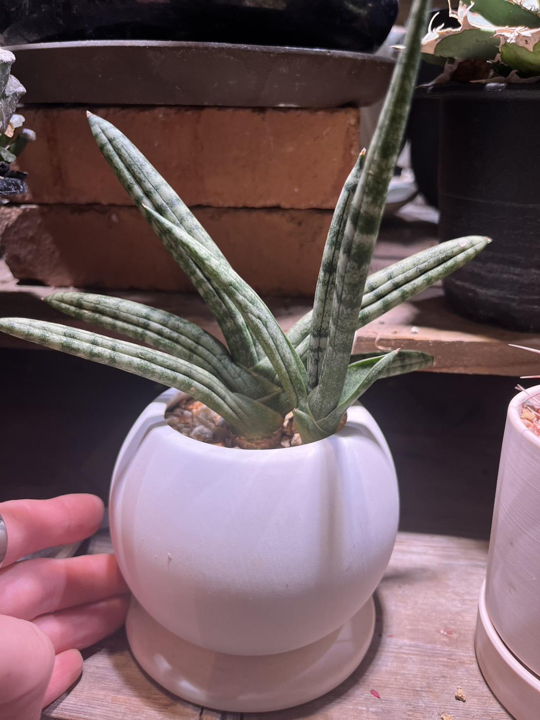 サンスベリア・ボンセレンシス② （寄せ植え）