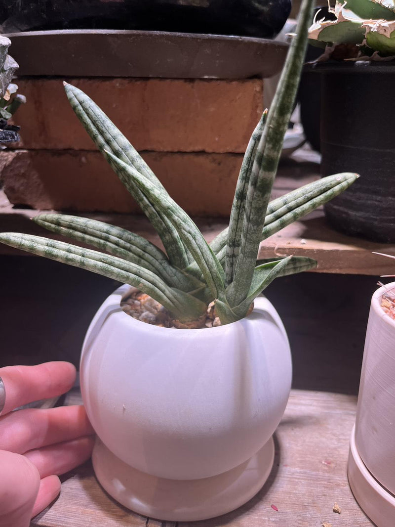サンスベリア・ボンセレンシス② （寄せ植え）