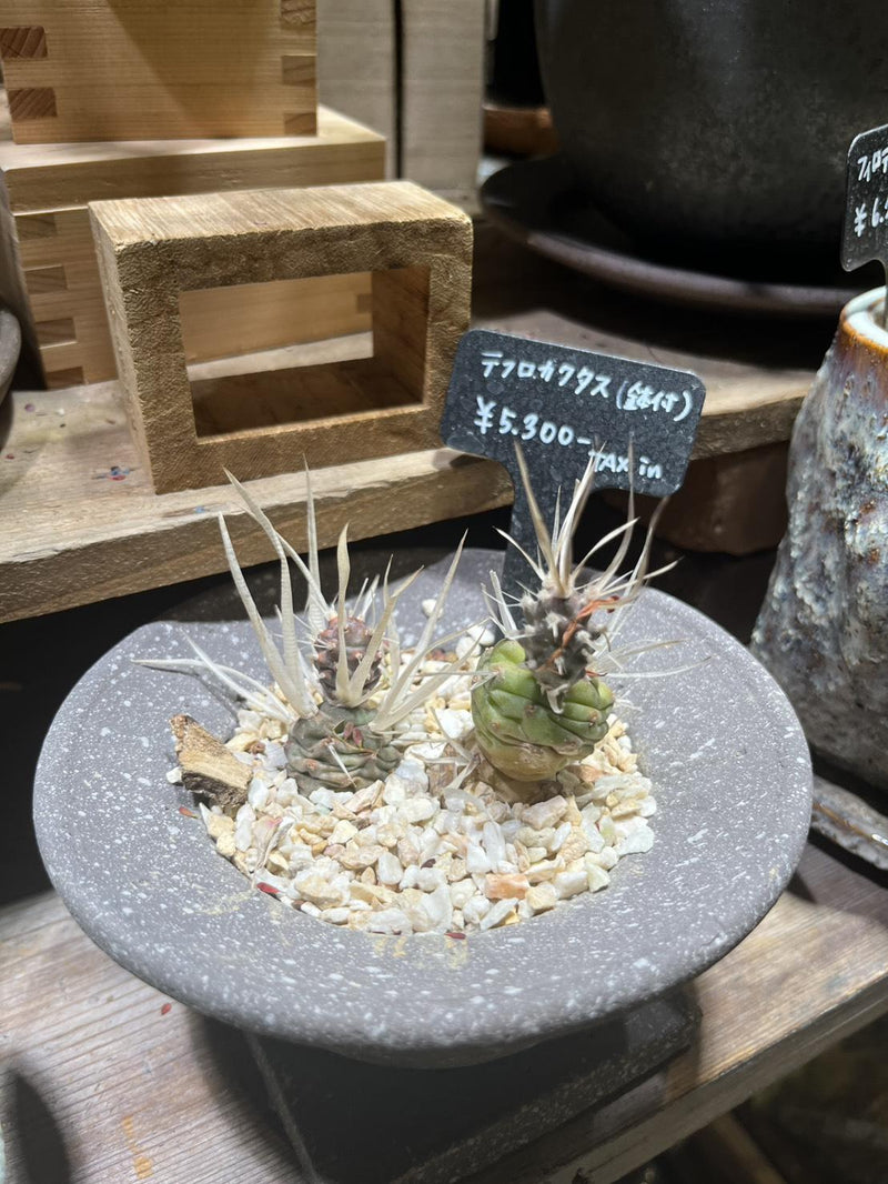 テフロカクタス・アーティキュラータス (寄せ植え)