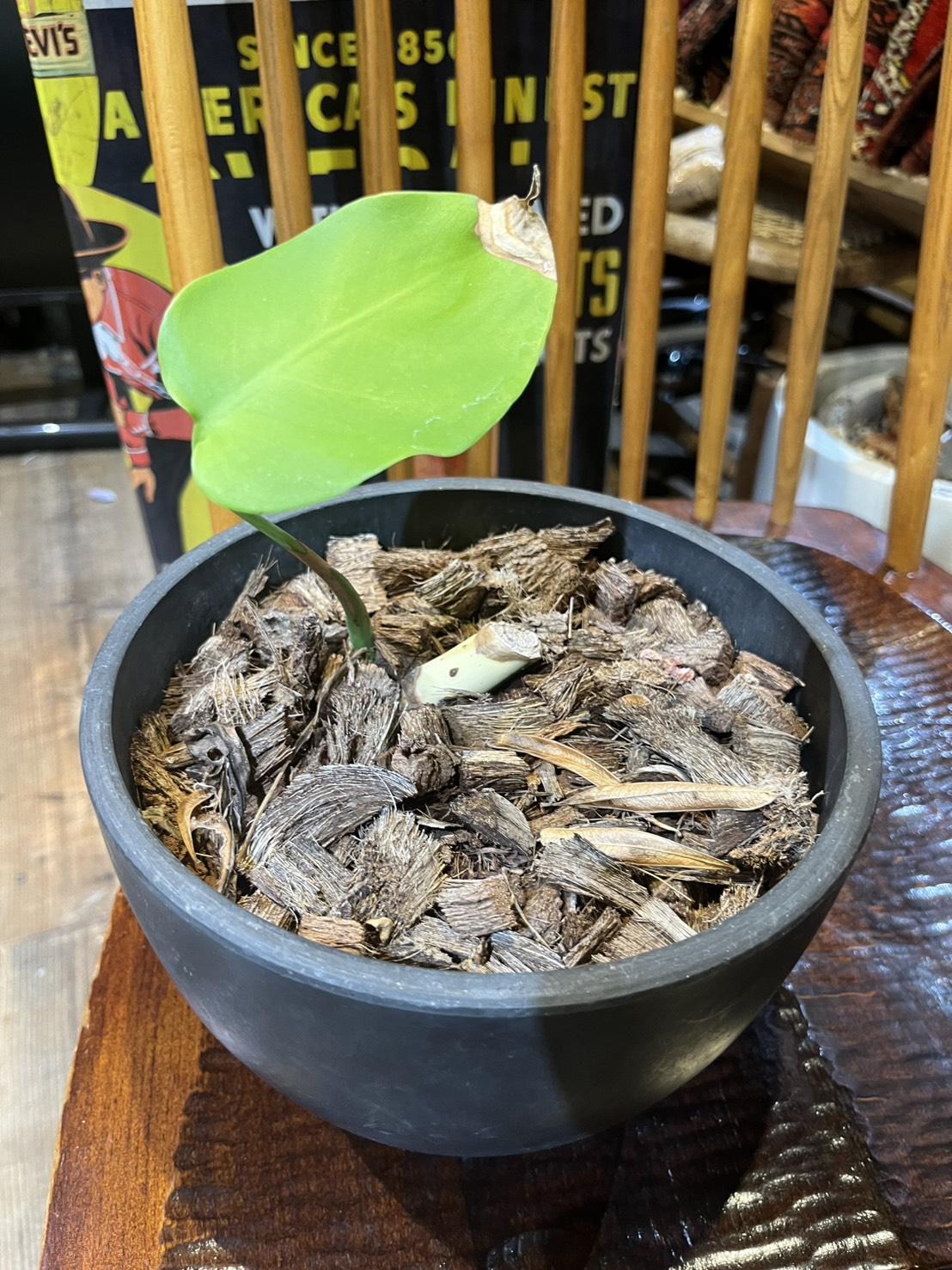 モンステラ・デリシオーサ (茎伏せ)