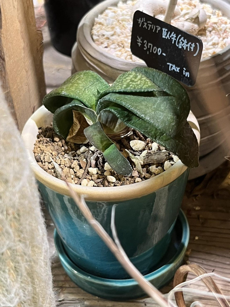 ガステリア 臥牛
