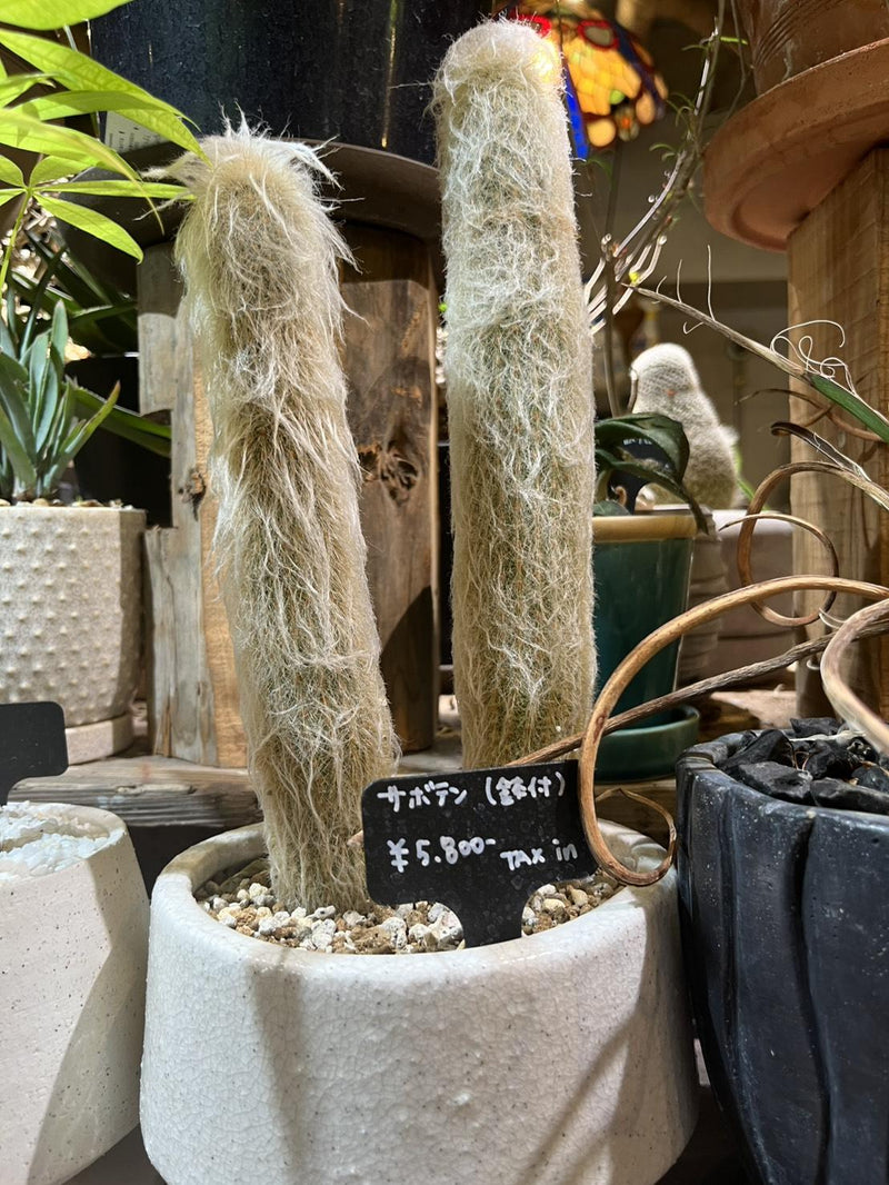 エスポストア・ラナタ
