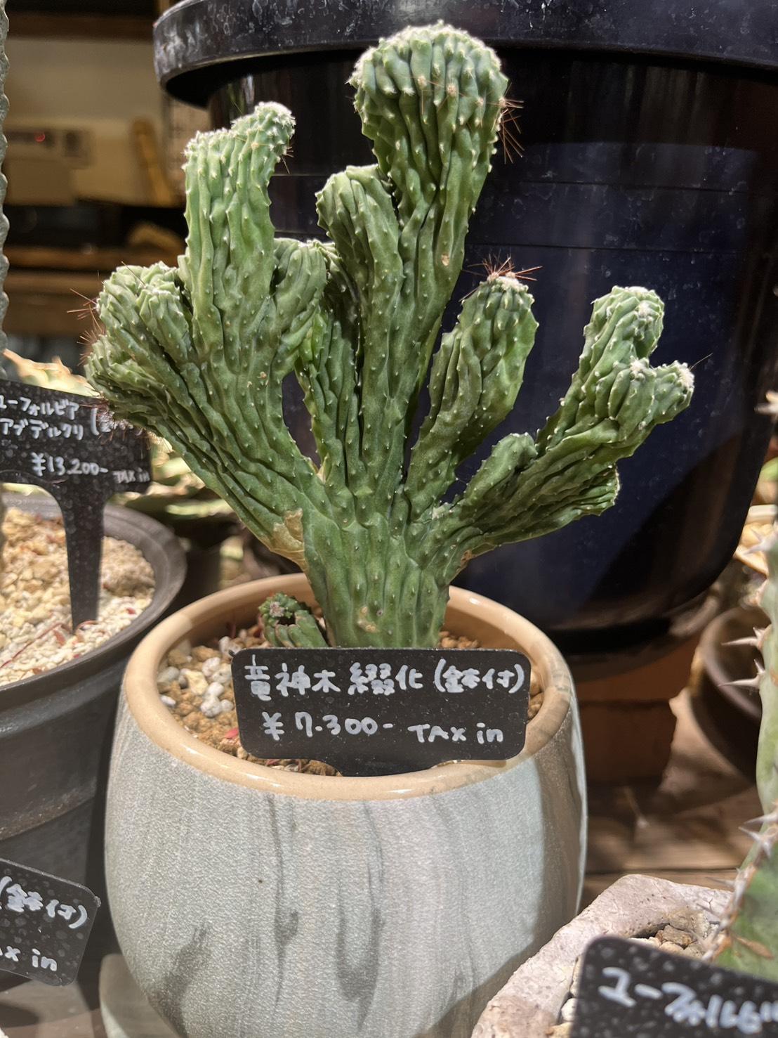 ミルティロカクタス 竜神木・綴化