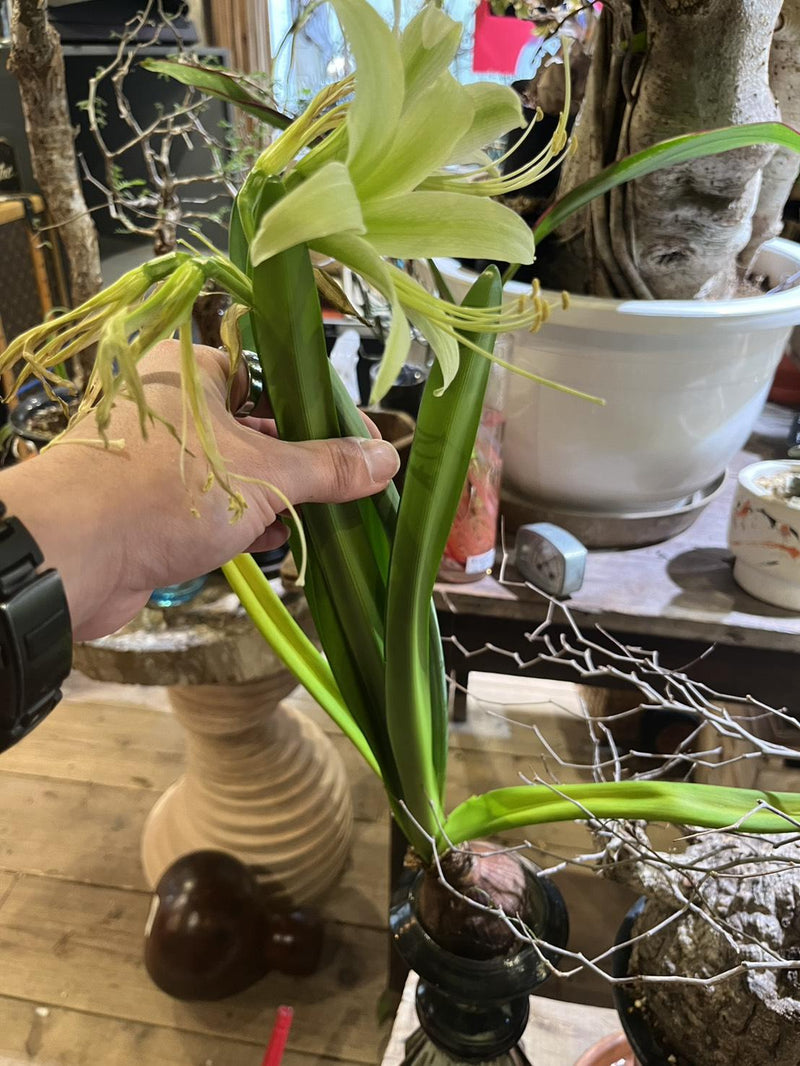 ヒッペアストルム (水耕栽培)