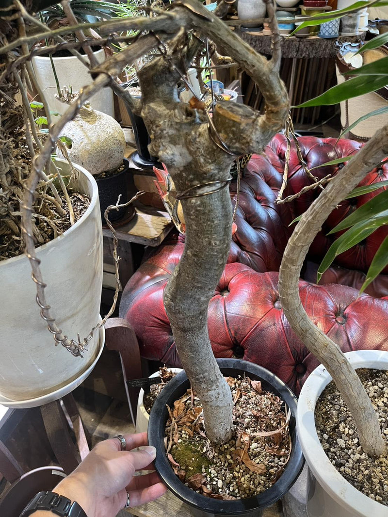 フィカス・ミクロカルパ
