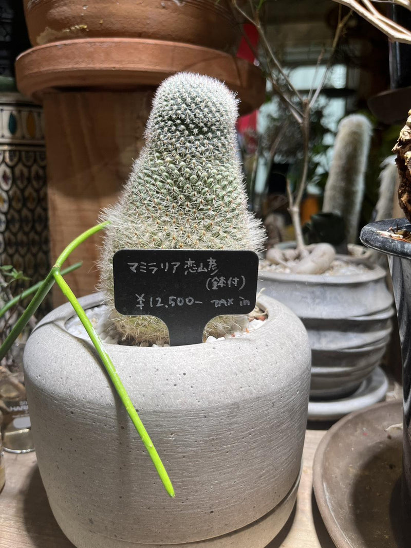 マミラリア・ブラウネアナ 恋山彦